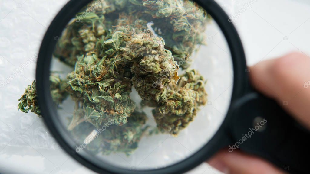 Medical buds of marijuana close-up