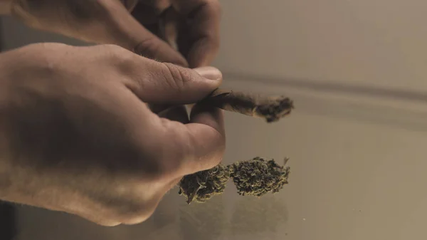 Enrolla un brote de hierba romo en las manos del hombre de cerca. torcer la articulación con los brotes de marihuana dentro . —  Fotos de Stock
