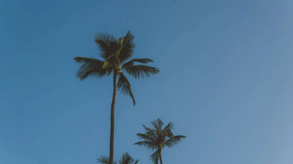 Тропические пальмы на восходе солнца крупным планом. Тропическая природа Азии — стоковое фото