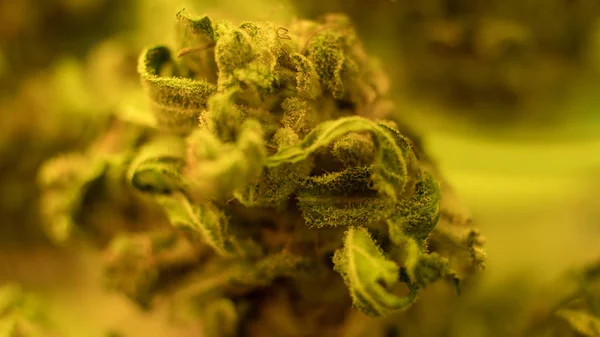 Closeup of trichomes on marijuana. Small business marijuana dispensary in United States. — Stock Photo, Image