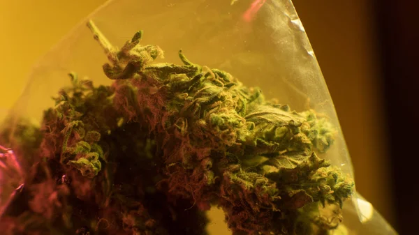 Garść marihuany - zbliżenie chwastów. Marihuana pąki na sprzedaż — Zdjęcie stockowe