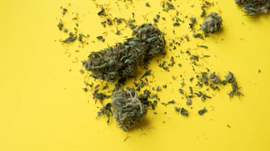 Esrar - ot yakın çekim avuç. Esrar tomurcukları Satılık