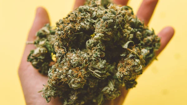 Handfull marijuana - ogräs närbild. Marijuana knoppar till salu — Stockfoto