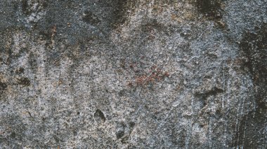  doku ile yosun yakın çekim.