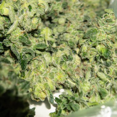Erkeklerin elindeki çiçekli marihuana tomurcuklarını budama süreci.