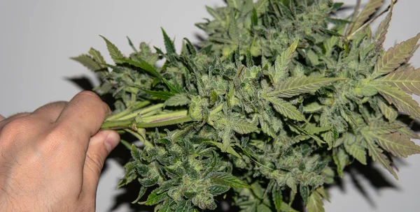 Controllare le cime fresche di marijuana in mani maschili. Taglio medico m — Foto Stock