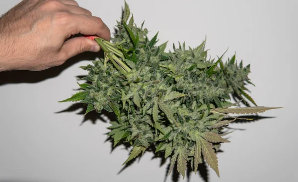 Cultivo de maconha medicinal dentro da tenda. Tempo de colheita para o canabis — Fotografia de Stock