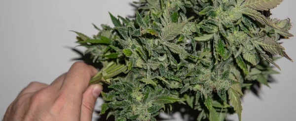 Growing medical marijuana indoors tent. Harvest time for cannabi — Stock Photo, Image