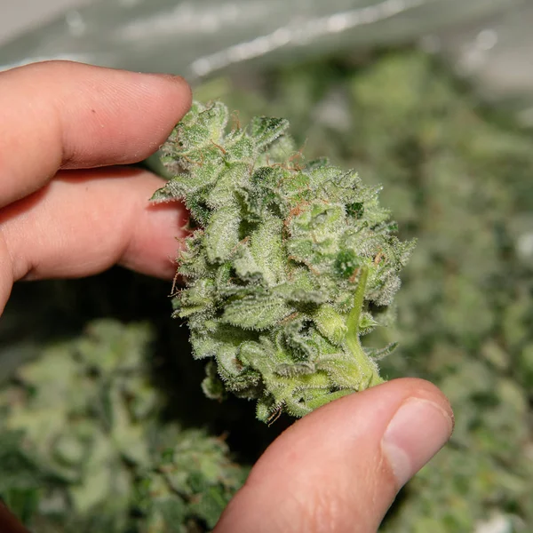 Process of trimming the flowering marijuana buds in mans  hands. — ストック写真