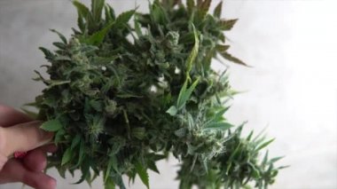 bakım ve eğlence marihuana ekimi. Kapalı mekanlarda büyüyen profesyonel esrar