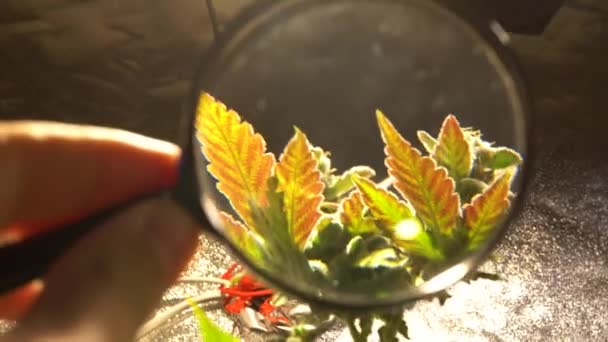 Cuidado Cultivo Maconha Recreativa Cannabis Profissional Crescendo Dentro Casa — Vídeo de Stock