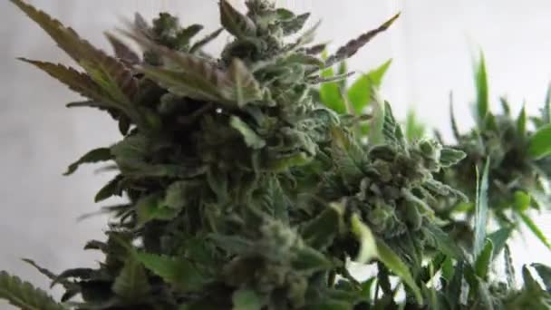 Cuidado Cultivo Marihuana Recreativa Cannabis Profesional Cultivado Interiores — Vídeo de stock