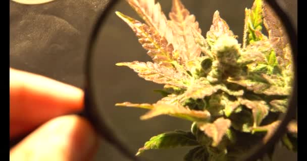 レクリエーションマリファナのケアと栽培 屋内で成長するプロの大麻 — ストック動画