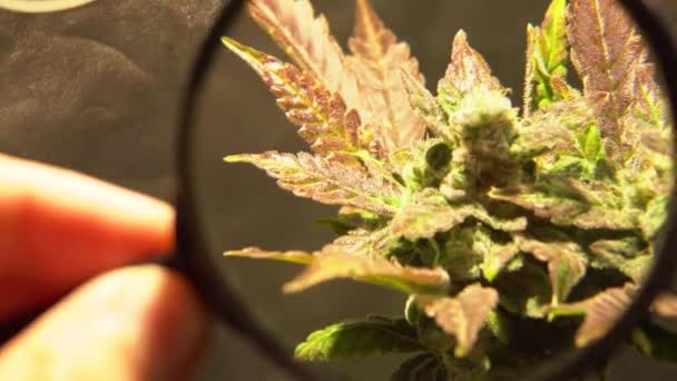 Verzorging Teelt Van Recreatieve Marihuana Professionele Cannabis Groei Binnenshuis — Stockvideo