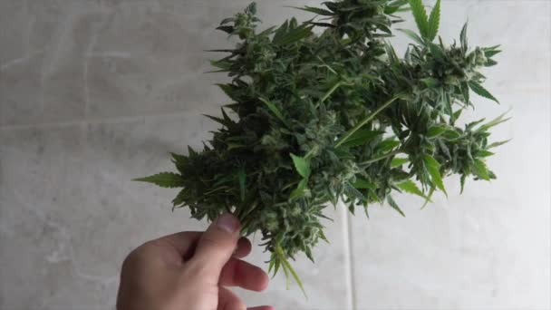 Выращивание марихуаны скачать видео с для чего используется тор браузер hydra2web