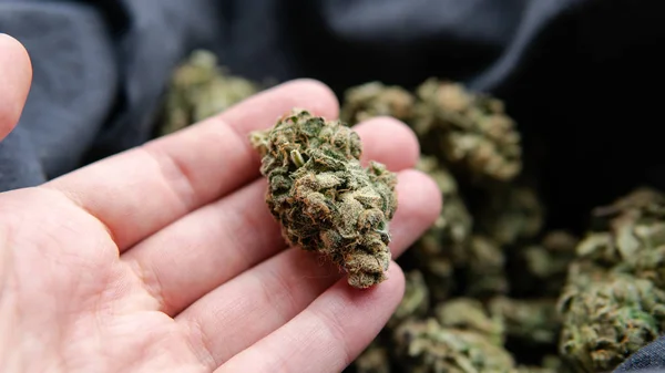 Küf için marihuana tomurcuklarının kalite kontrolü. Profesyonel cannabi.