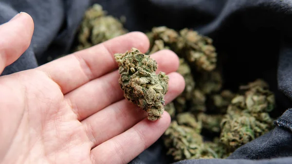 Uma colheita fresca de botões de marijuana num saco de pano preto. Cannab de secagem — Fotografia de Stock