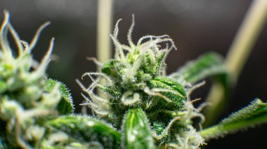 Kenevir türlerini yeni bir bakış açısıyla keşfetmek. Cannabinoid ve