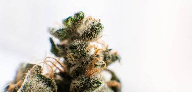 Kenevir türlerini yeni bir bakış açısıyla keşfetmek. Cannabinoid ve