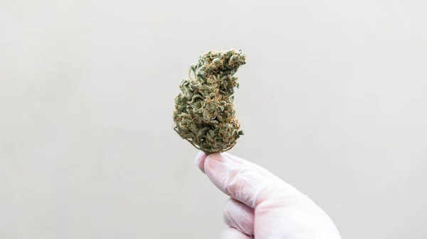 Explora las cepas de cannabis con una nueva perspectiva. Cannabinoide y — Foto de Stock
