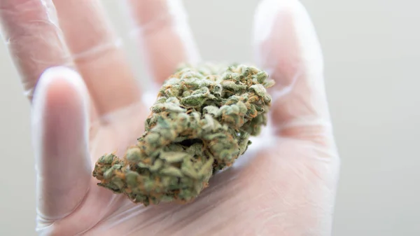 Verken cannabissoorten met een nieuw perspectief. Cannabinoïde en — Stockfoto