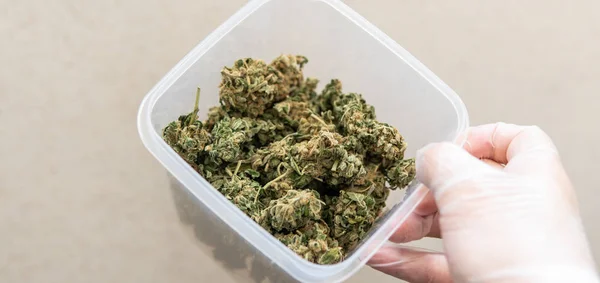 Erforschung von Cannabis-Sorten mit einer neuen Perspektive. Cannabinoid und — Stockfoto