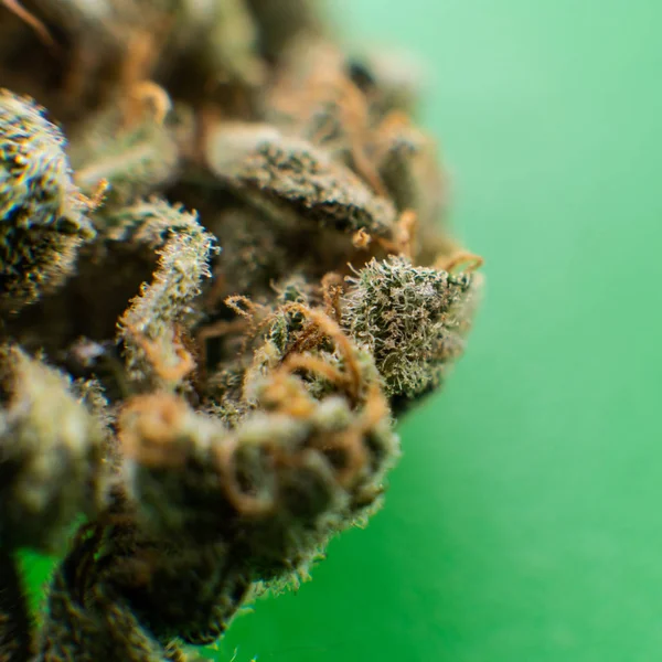 Explore variedades de cannabis com uma nova perspectiva. Canabinóide e — Fotografia de Stock