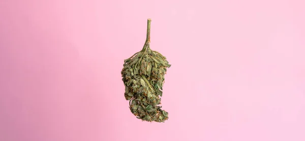 ¿Cuál es la diferencia entre el tipo de cannabis —  Fotos de Stock