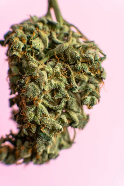Explore variedades de cannabis com uma nova perspectiva. Canabinóide e — Fotografia de Stock