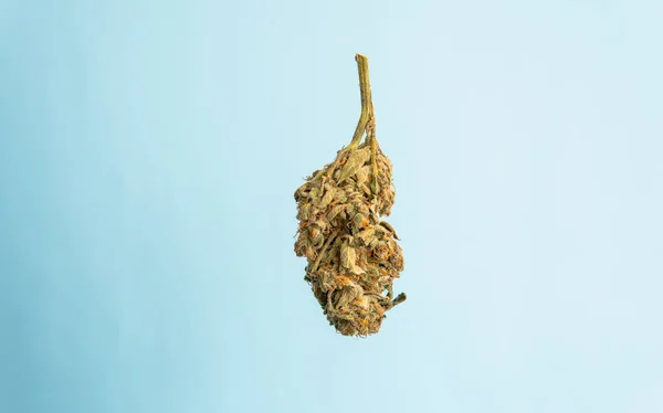 Die 10 beliebtesten Cannabis-Sorten.die besten Cannabis-Sorten f — Stockfoto