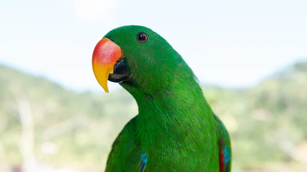 Grande Papagaio Tropical Sentado Ramo Fauna Tailândia Tropical Ásia — Fotografia de Stock