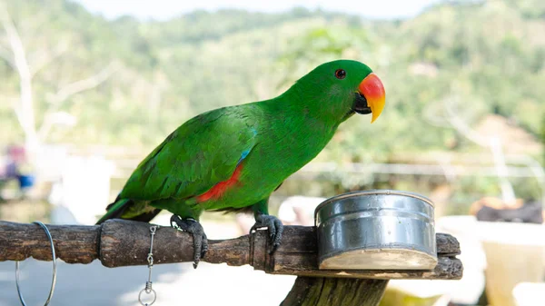 Gran Loro Tropical Sentado Una Rama Fauna Tailandia Tropical Asia — Foto de Stock