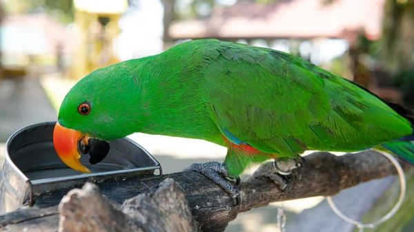 Wielka Tropikalna Papuga Siedząca Gałęzi Fauna Tropikalnej Tajlandii Azji — Zdjęcie stockowe