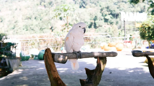 El papagayo grande rosado tropical, sentado en la rama en la acción. Tailandia — Foto de Stock