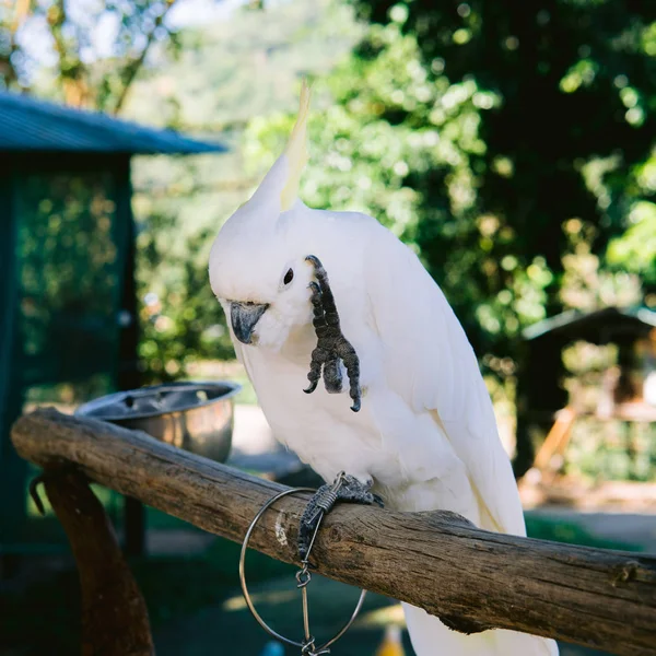 Stor Tropisk Papegoja Som Sitter Gren Fauna Tropiska Thailand Och — Stockfoto