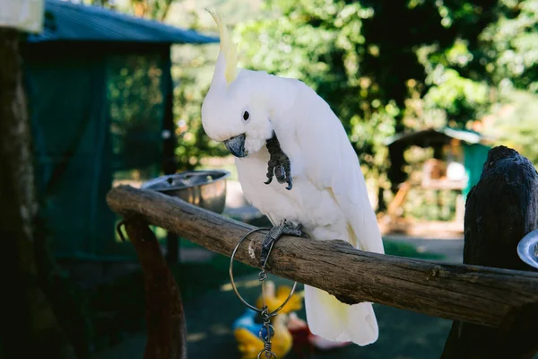 Wielka różowa tropikalna papuga siedząca na gałęzi w akcji. Tajlandia — Zdjęcie stockowe