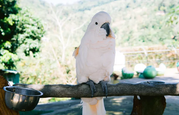 Großer Tropischer Papagei Auf Einem Ast Sitzend Fauna Des Tropischen — Stockfoto