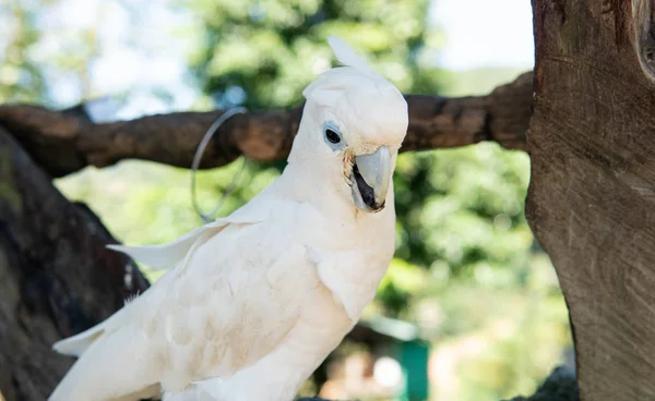 Big pink tropical parrot sitting on a branch in action. Thailand — Stock Image Big pink tropical parrot sitting on a branch in action. Thailand Stock Image