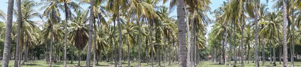 Palmeras Plantación Panorama — Foto de Stock