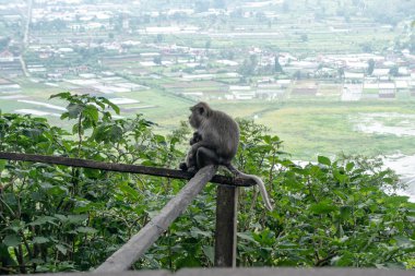 Dünyanın ormanlarında ve ormanlarında vahşi maymunların davranışlarını ve alışkanlıklarını gözlemliyorum..