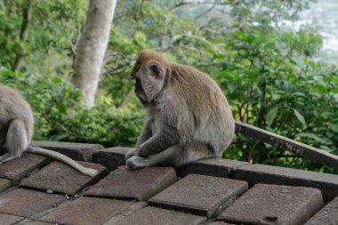 Vahşi maymunun hayatı