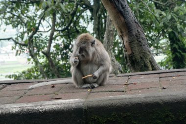 Dünyanın ormanlarında ve ormanlarında vahşi maymunların davranışlarını ve alışkanlıklarını gözlemliyorum..