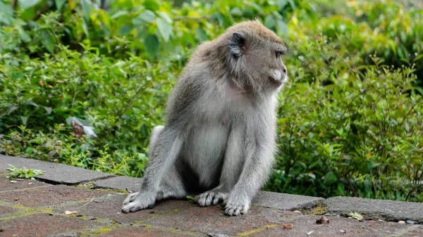 Observación Del Comportamiento Hábitos Los Monos Salvajes Los Bosques Selvas —  Fotos de Stock