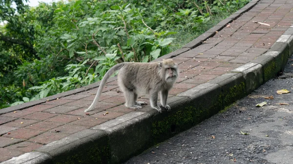 Observação Comportamento Hábitos Macacos Silvestres Nas Florestas Selvas Mundo — Fotografia de Stock