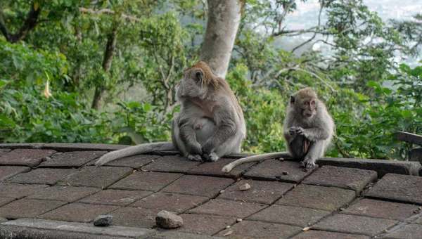 Pengamatan Perilaku Dan Kebiasaan Monyet Liar Hutan Dan Hutan Hutan — Stok Foto