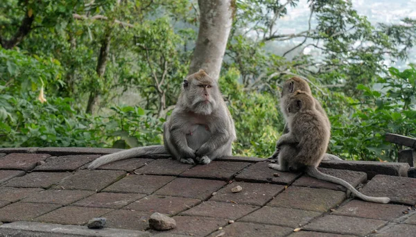 Vida Macaco Selvagem — Fotografia de Stock
