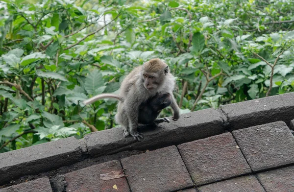 Beobachtung Des Verhaltens Und Der Gewohnheiten Wilder Affen Den Wäldern — Stockfoto