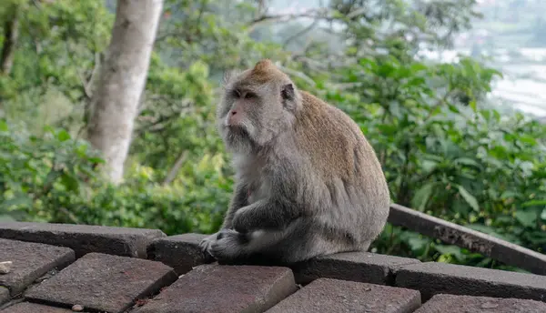 Vida Mono Salvaje —  Fotos de Stock