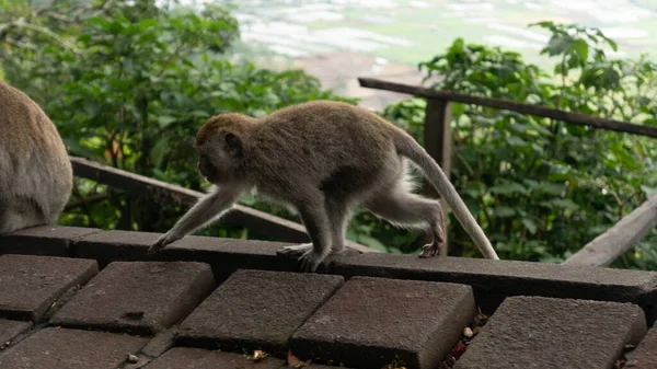 Observação Comportamento Hábitos Macacos Silvestres Nas Florestas Selvas Mundo — Fotografia de Stock