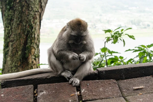 Vida Mono Salvaje —  Fotos de Stock
